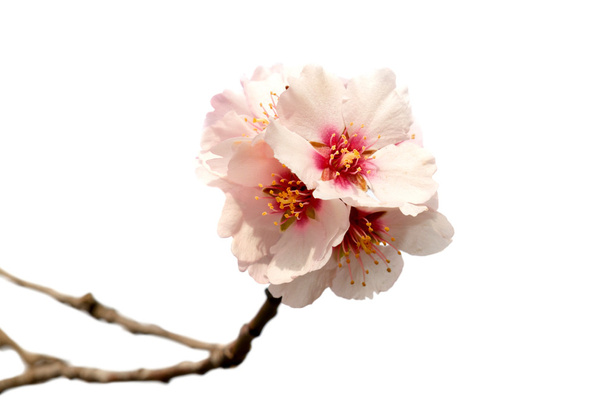 アーモンド木のピンクの花 - 写真・画像