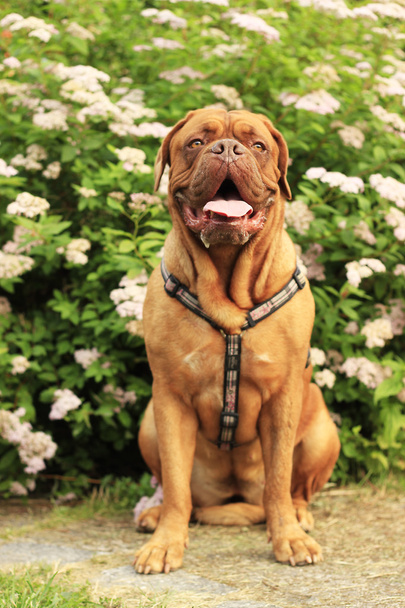 Dogue de Bordeaux - French mastiff - Photo, Image