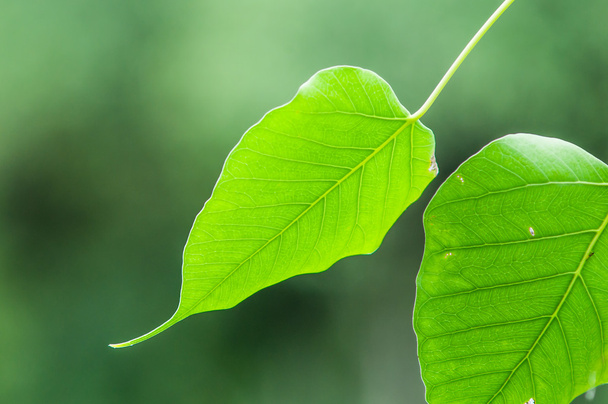 textura verde da folha de bodhi
 - Foto, Imagem