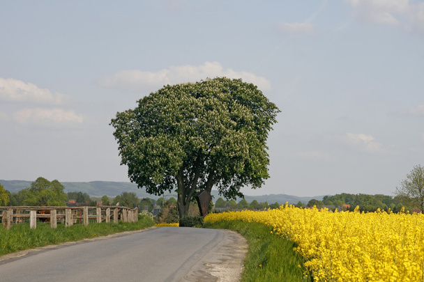 春, 低いザクセン, ドイツの菜の花畑と栗の木 - 写真・画像