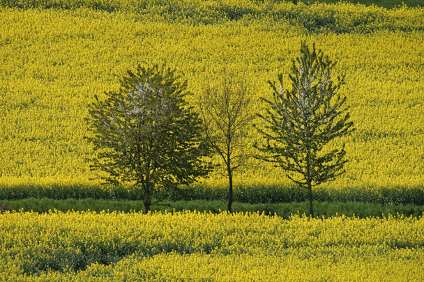 Поле изнасилования с вишневыми деревьями в Нижней Саксонии, Германия, Европа
 - Фото, изображение