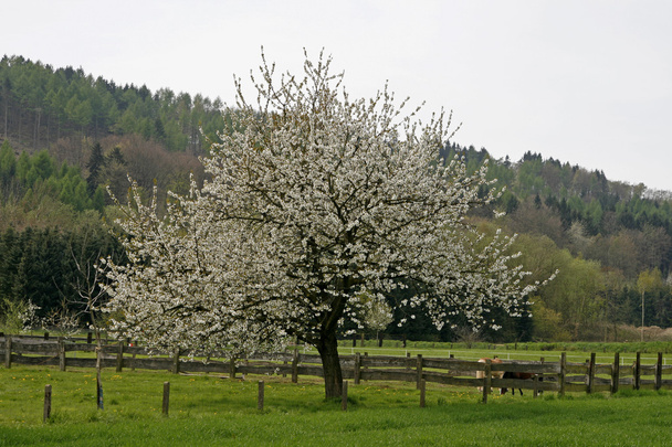 Kirschbaum im Frühling, Hasbergen, Osnabrücker Land, Niedersachsen, Deutschland - Foto, Bild