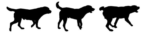 silhouetten van speelse honden - Vector, afbeelding