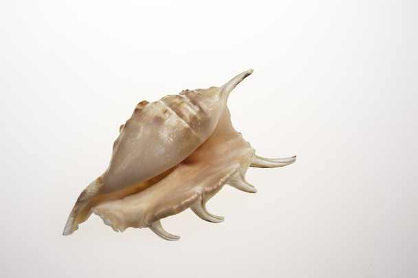 One sea shell on isolated white - Photo, Image