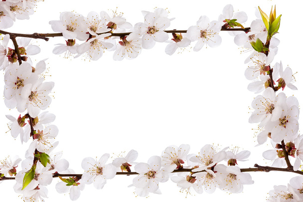 brunch de flor de albaricoque
 - Foto, Imagen