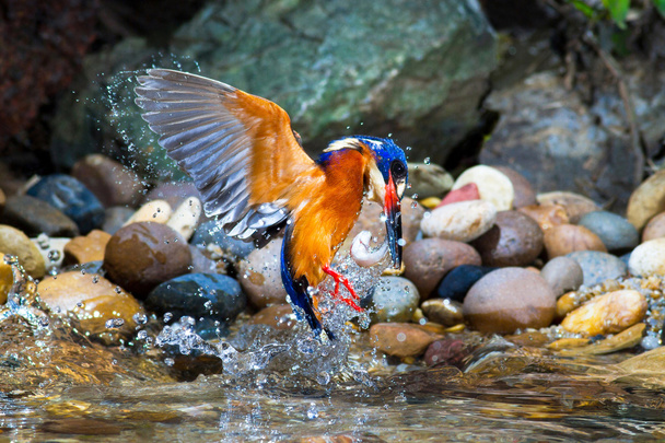 Błyszczak Kingfisher mężczyzna - Zdjęcie, obraz