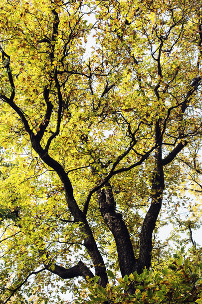 Big yellow oak tree - Foto, immagini