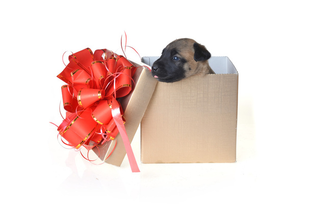puppy in gift box - Foto, afbeelding