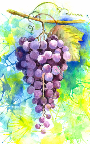 Aquarell-Vektorillustration von Fruchttrauben - Vektor, Bild