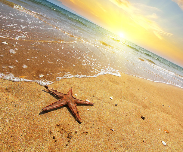 starfish on a sea shore at sunset. Vintage stile. Travel concept. Element of design - Photo, Image