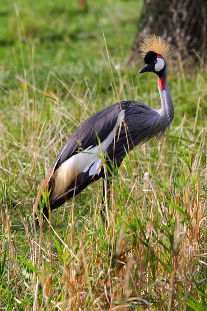Tall crowned crane - Фото, изображение