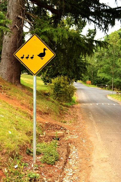 Ördek için yol işaret ver - Fotoğraf, Görsel