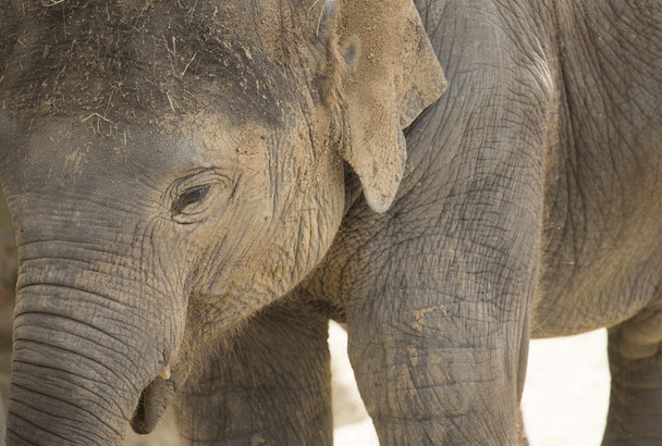 elephant - Фото, изображение