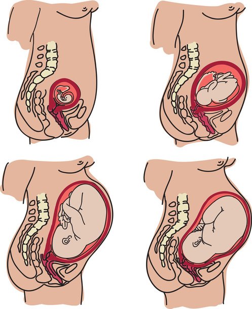 těhotenství - Vektor, obrázek