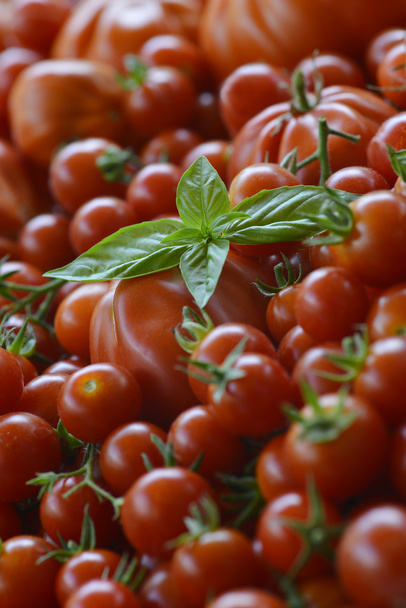 Tomaten Hintergrund mit Basilikumblättern 6 - Foto, Bild