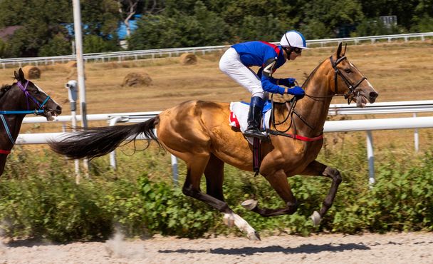Horse racing - Photo, Image
