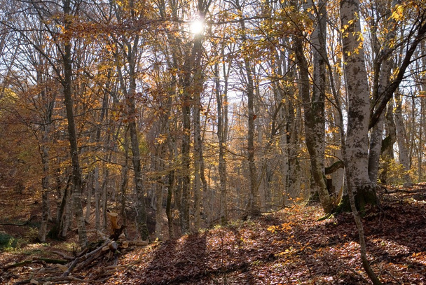 Яркий осенний лес
 - Фото, изображение