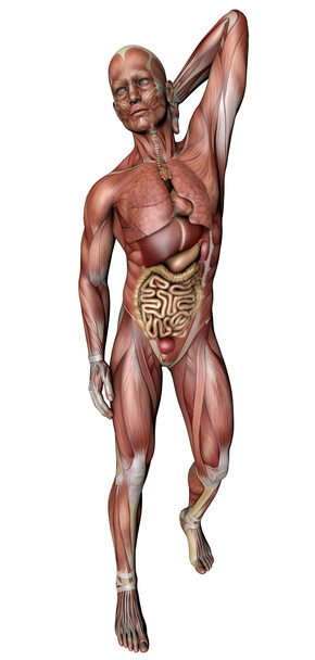 骨格筋肉や臓器と男性の体 - 写真・画像