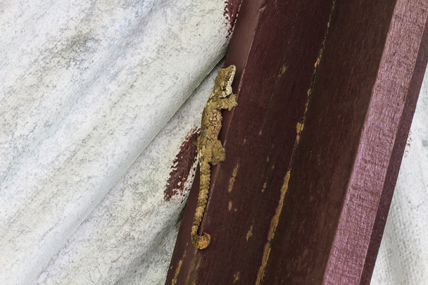 Gecko na zdi - Fotografie, Obrázek