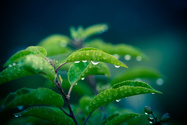 grüne Pflanze mit Regentropfen - Foto, Bild