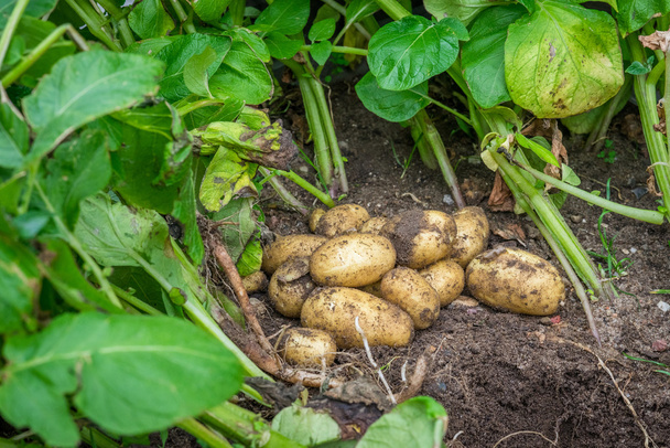 Tuoreet perunat maaperässä
 - Valokuva, kuva