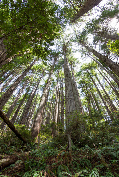 Tallest trees ever - Photo, Image
