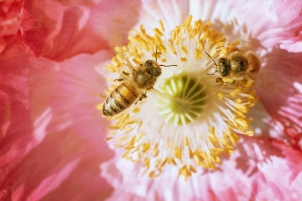 Μέλισσα πάνω παπαρούνες ακτίνες του ήλιου - Φωτογραφία, εικόνα