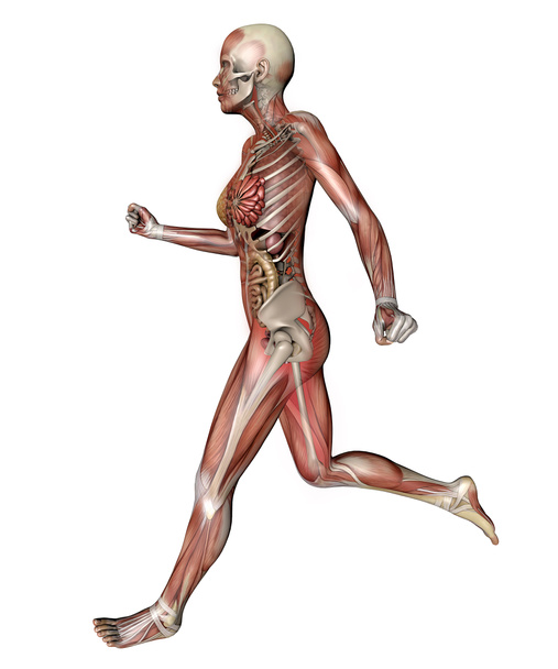 corps féminin avec muscles et organes squelettiques
 - Photo, image