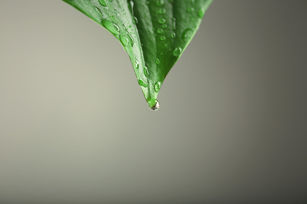 Green leaf with droplets - Zdjęcie, obraz