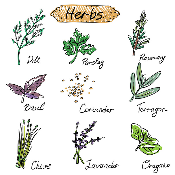 Herbs set, vector hand drawn illustration - Vektor, obrázek
