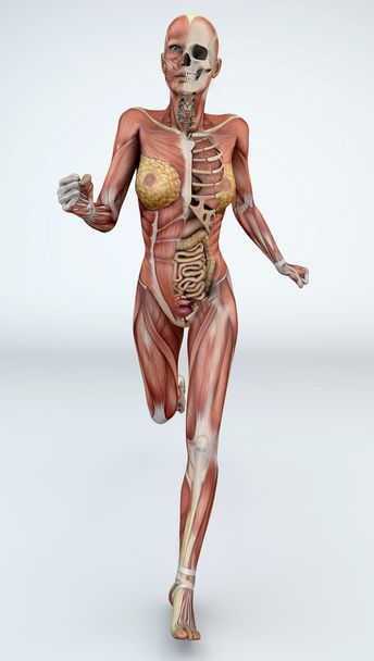 γυναικείο σώμα με σκελετικών μυών και των οργάνων - Φωτογραφία, εικόνα