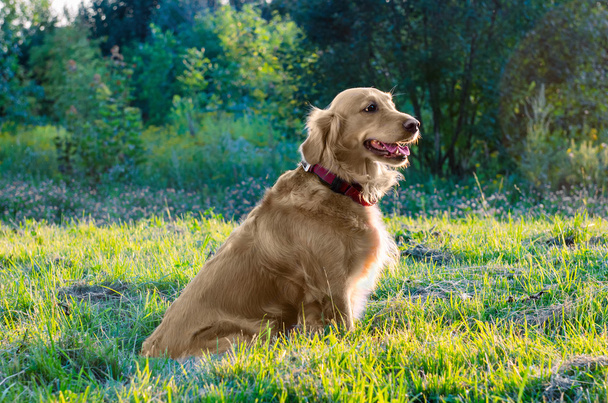 golden retriever dog sitting in nature - Foto, Imagen