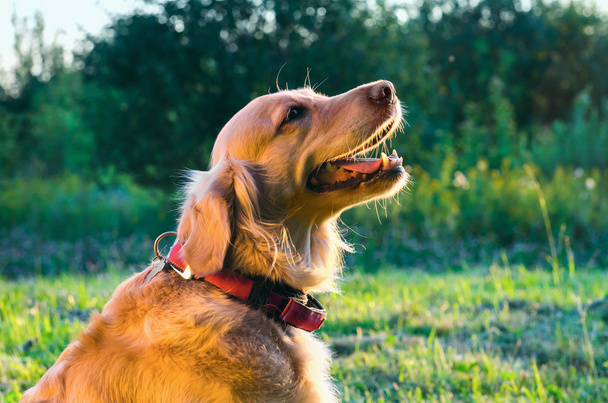 golden retriever dog portrait in profile on nature - Foto, Imagen
