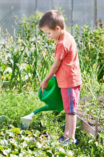 Little boy pour in garden - Foto, immagini