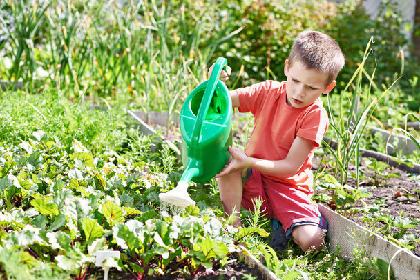 Little boy pours vegetable garden - Foto, immagini