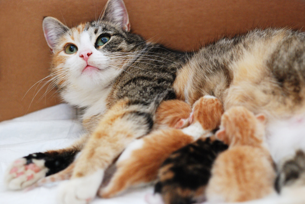 Katze füttert kleine Kätzchen  - Foto, Bild