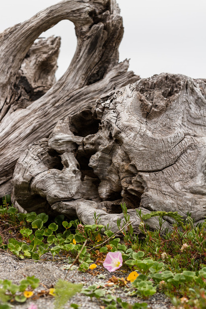 Driftwood és virágzik  - Fotó, kép