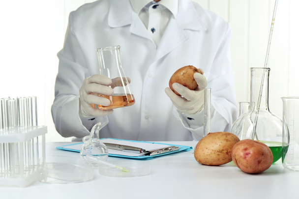 Scientist examines potatoes in laboratory - Foto, immagini
