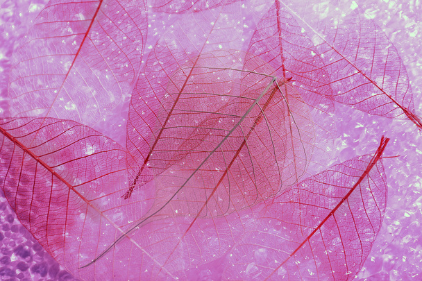 Pink skeleton leaves background - Photo, Image