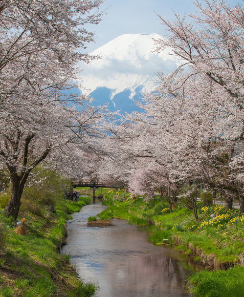 富士山とサクラ チェリー ブロッサム - 写真・画像