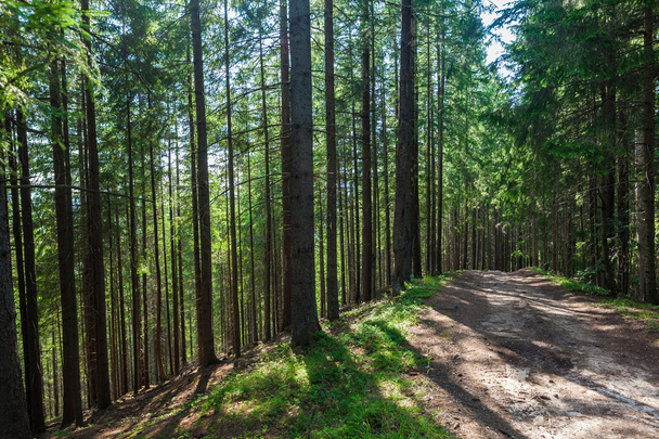 summer landscape pine forest  - Zdjęcie, obraz