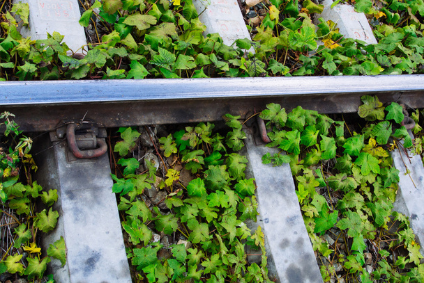 Groene planten groeien door de railroad tracks - Foto, afbeelding