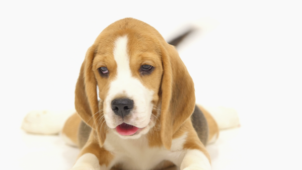 Śliczne szczeniak Beagle to leży na podłodze studia - Materiał filmowy, wideo