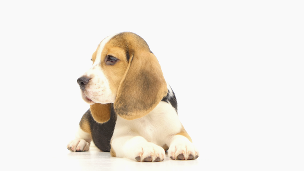 grazioso cucciolo beagle di fronte a sfondo bianco
. - Filmati, video