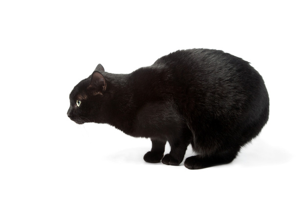 Chat noir
 - Photo, image