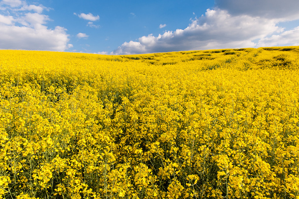 Campo de óleo de colza amarelo
 - Foto, Imagem