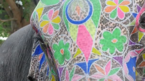 A colorfully painted elephant - Footage, Video