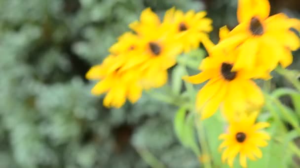 Echinacea amarelo (Rudbeckia
) - Filmagem, Vídeo