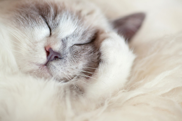 Kočka spí zavírání tlapa - Fotografie, Obrázek