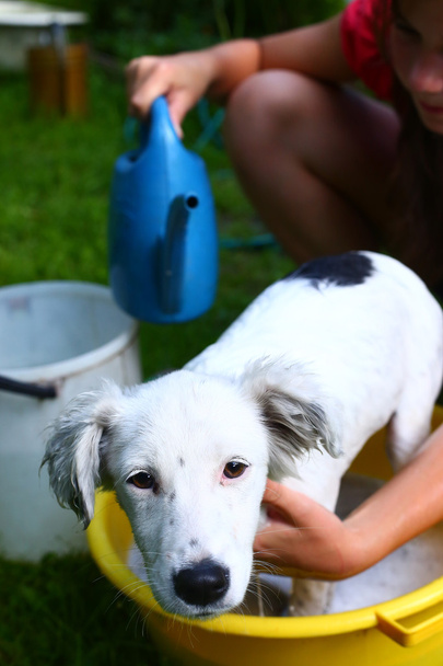 děti umýt zbloudilé bílé štěně v žlutém povodí  - Fotografie, Obrázek